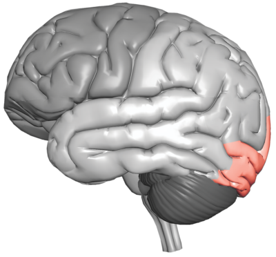lobe occipital